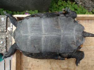 保護する亀 排除するカメ