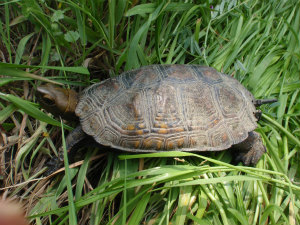 保護する亀 排除するカメ